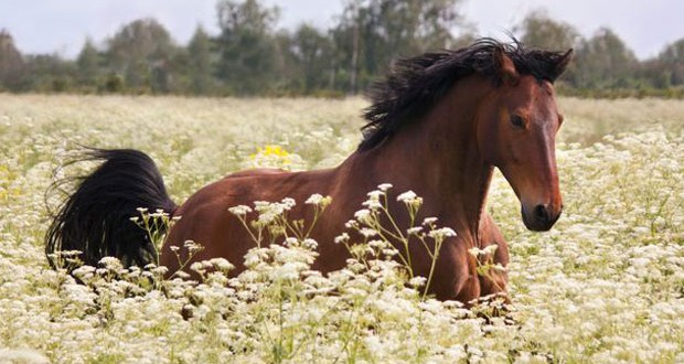 17 e 18 GIUGNO RADUNO EQUESTRE A PIANCALDOLI